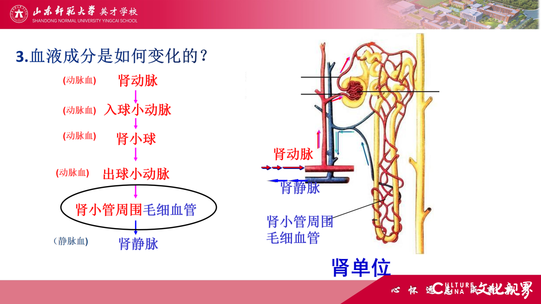 解码线上“7V”模型——山师英才“7V”线上教学变式下的初中学科课例精选（2）