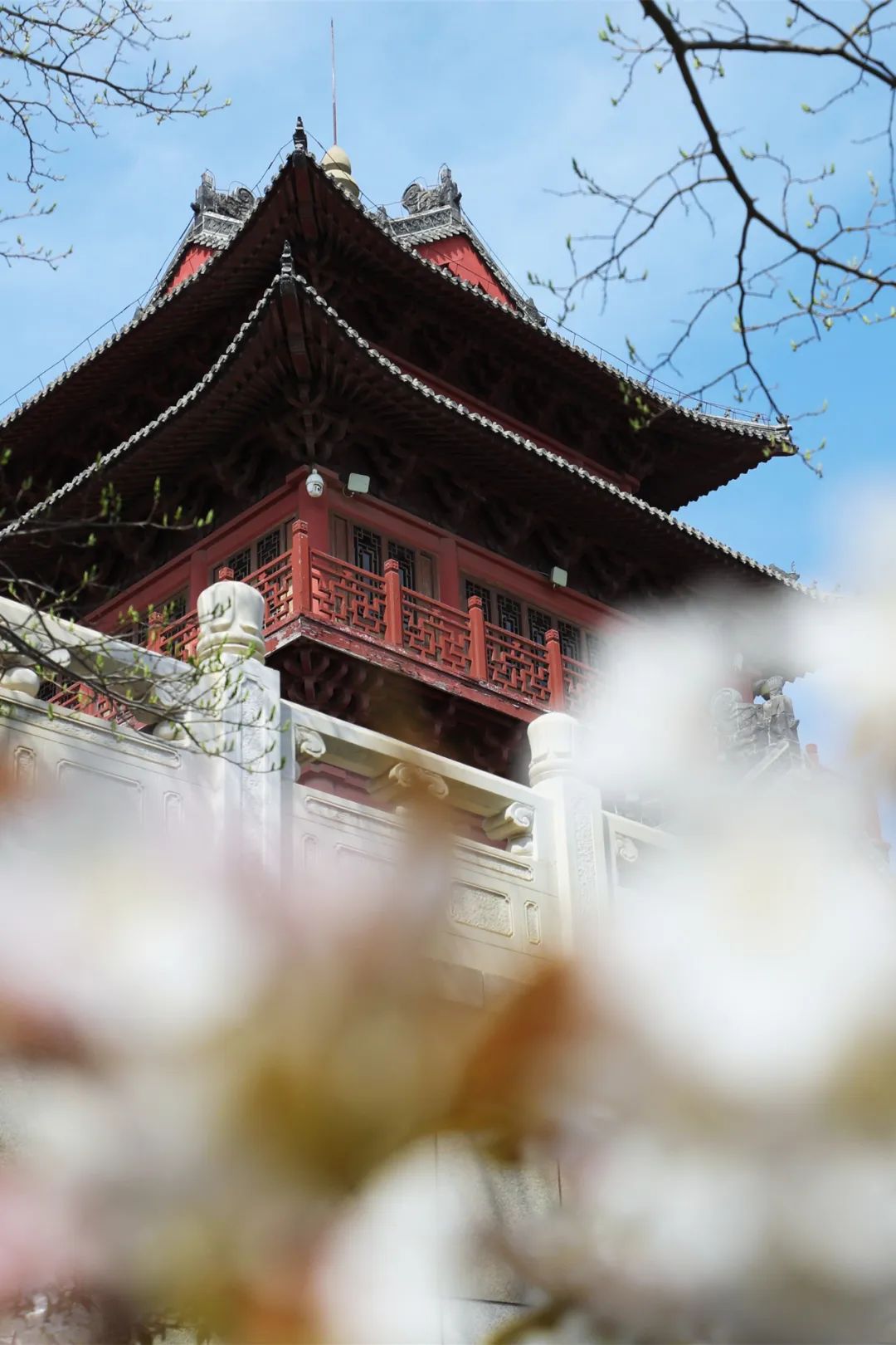 ​期盼“疫”散花开，威海刘公岛邀您踏青赏花 共赴春光