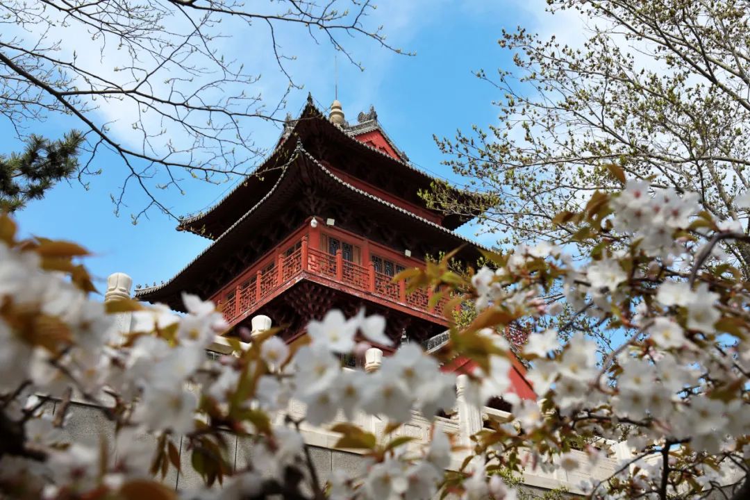 ​期盼“疫”散花开，威海刘公岛邀您踏青赏花 共赴春光