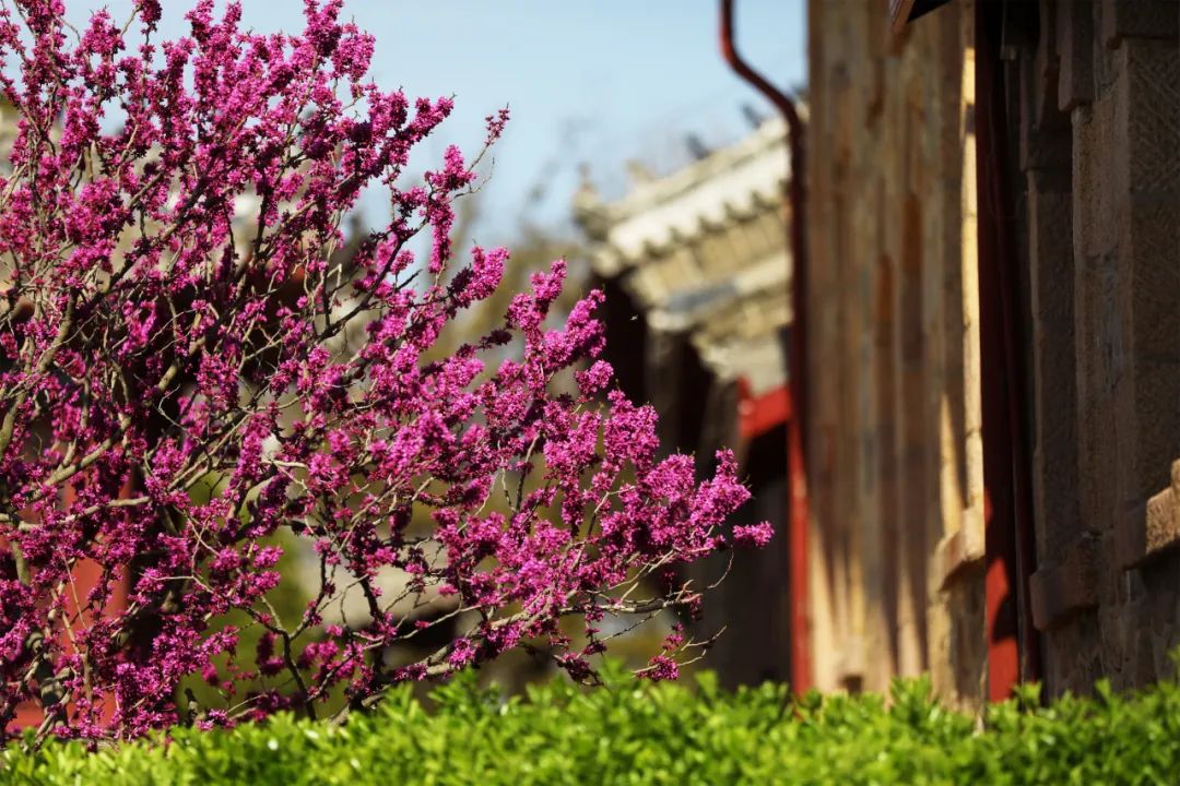 ​期盼“疫”散花开，威海刘公岛邀您踏青赏花 共赴春光