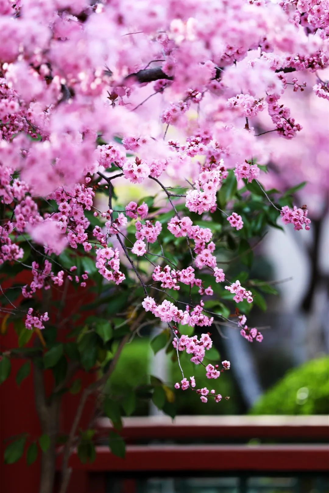 ​期盼“疫”散花开，威海刘公岛邀您踏青赏花 共赴春光