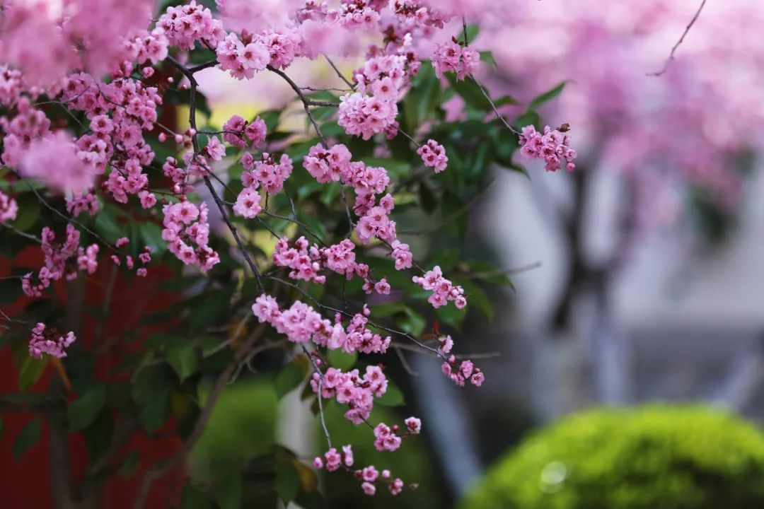 ​期盼“疫”散花开，威海刘公岛邀您踏青赏花 共赴春光