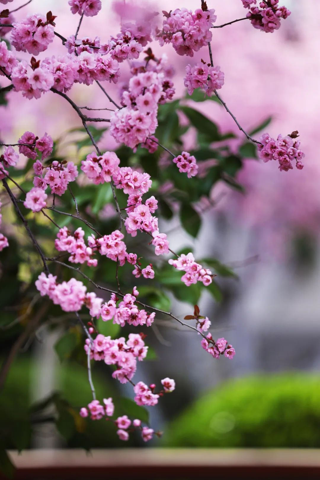 ​期盼“疫”散花开，威海刘公岛邀您踏青赏花 共赴春光