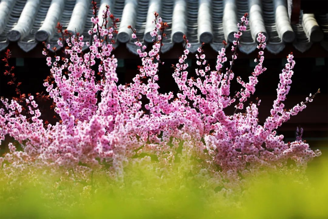 ​期盼“疫”散花开，威海刘公岛邀您踏青赏花 共赴春光