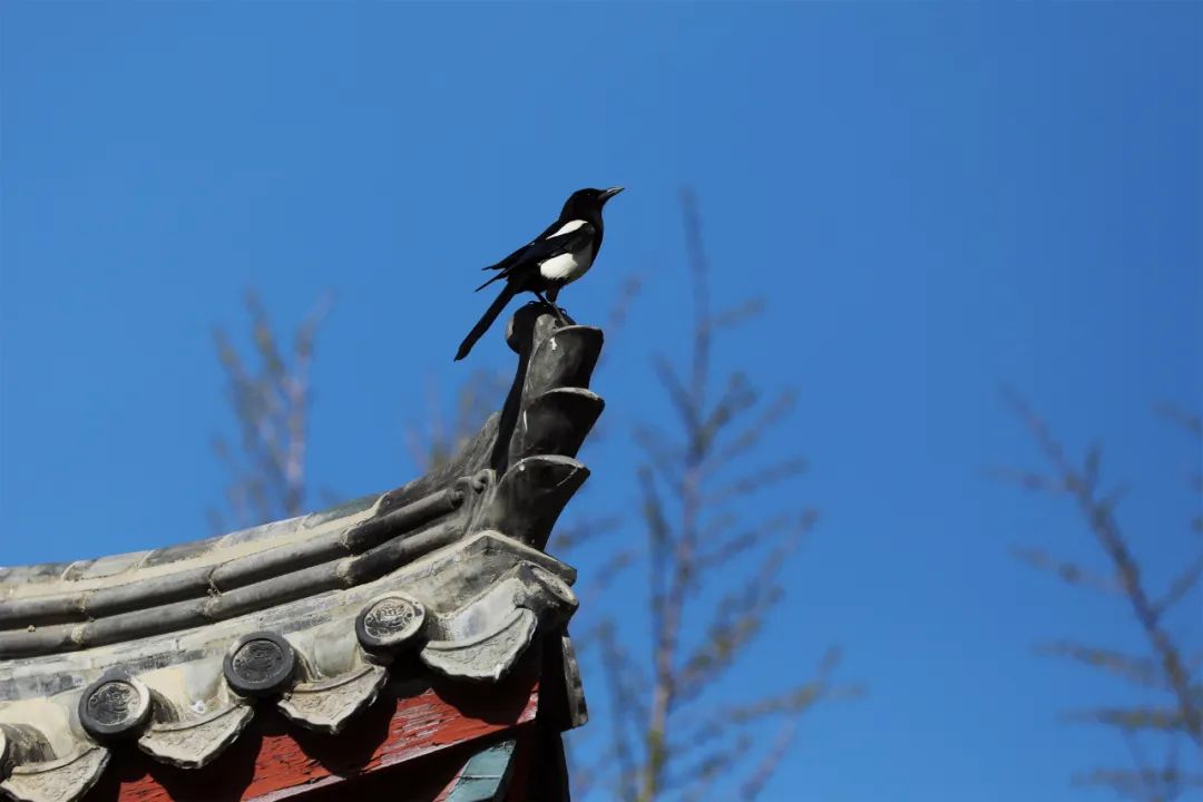 ​期盼“疫”散花开，威海刘公岛邀您踏青赏花 共赴春光