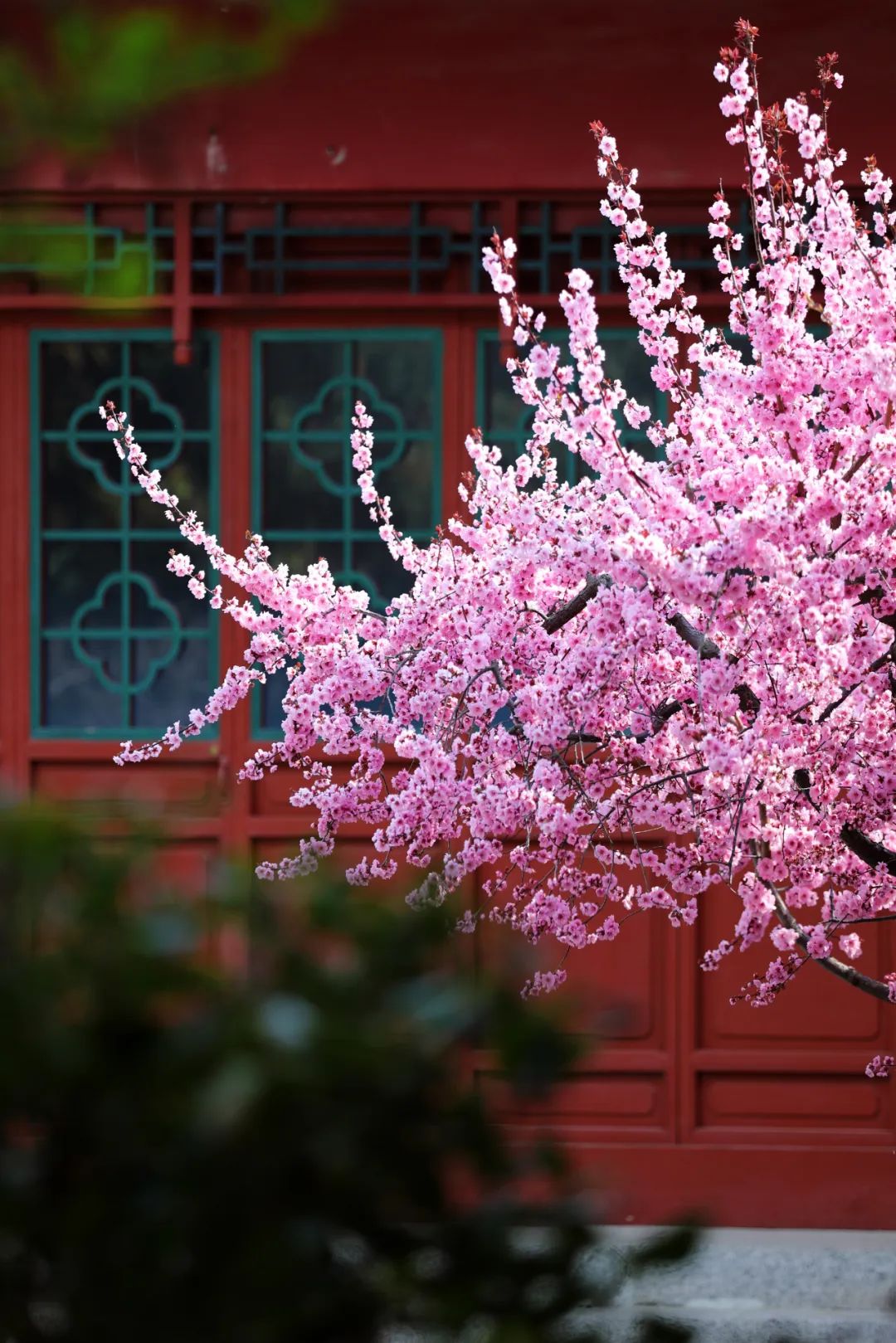 ​期盼“疫”散花开，威海刘公岛邀您踏青赏花 共赴春光