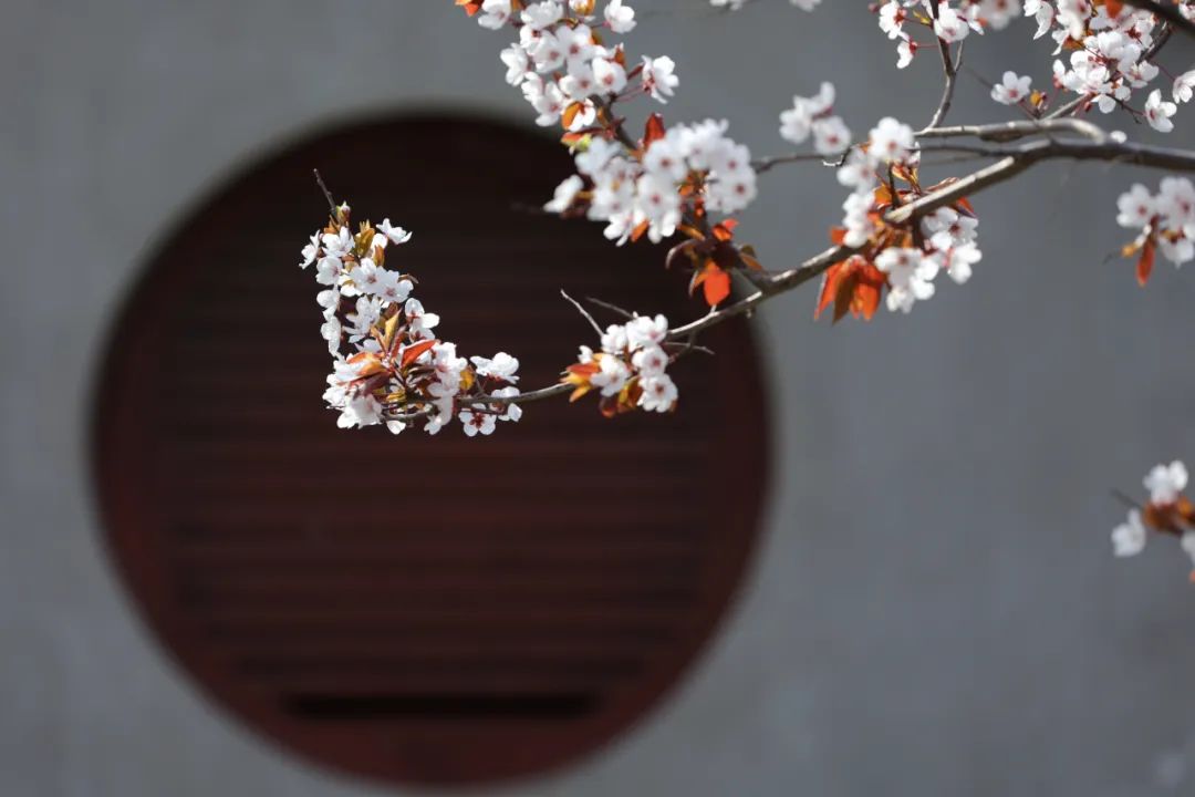 ​期盼“疫”散花开，威海刘公岛邀您踏青赏花 共赴春光