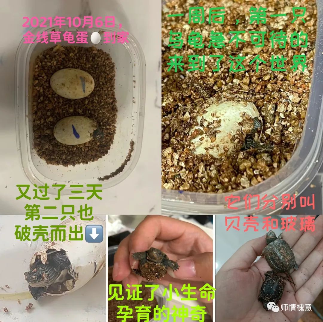 五育并举，百花齐放——山师保利实验学校小学部综合组开展线上学科竞赛活动