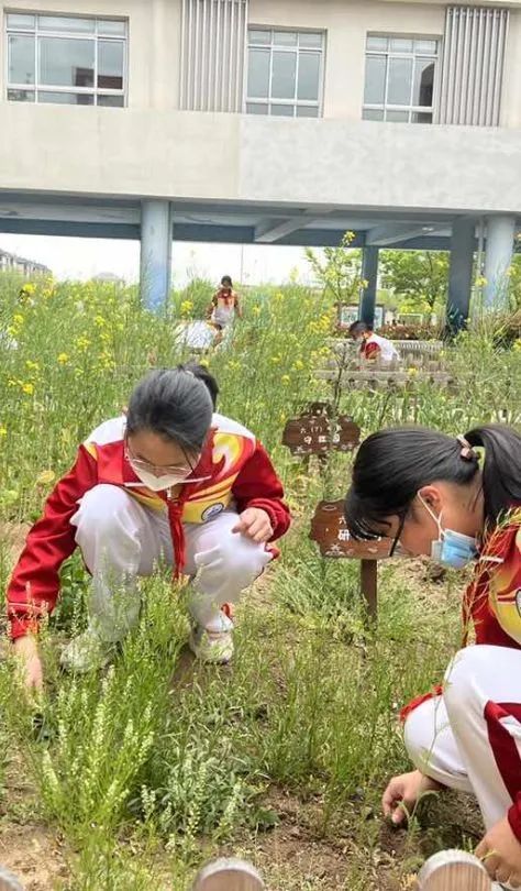 培养学生劳动意识，青岛即墨区山师实验学校开展系列劳动实践活动