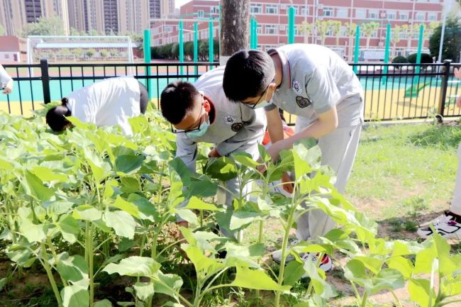 一草一木总关情，私立济南齐鲁学校七年级开展“爱的教育”PBL课程复学活动