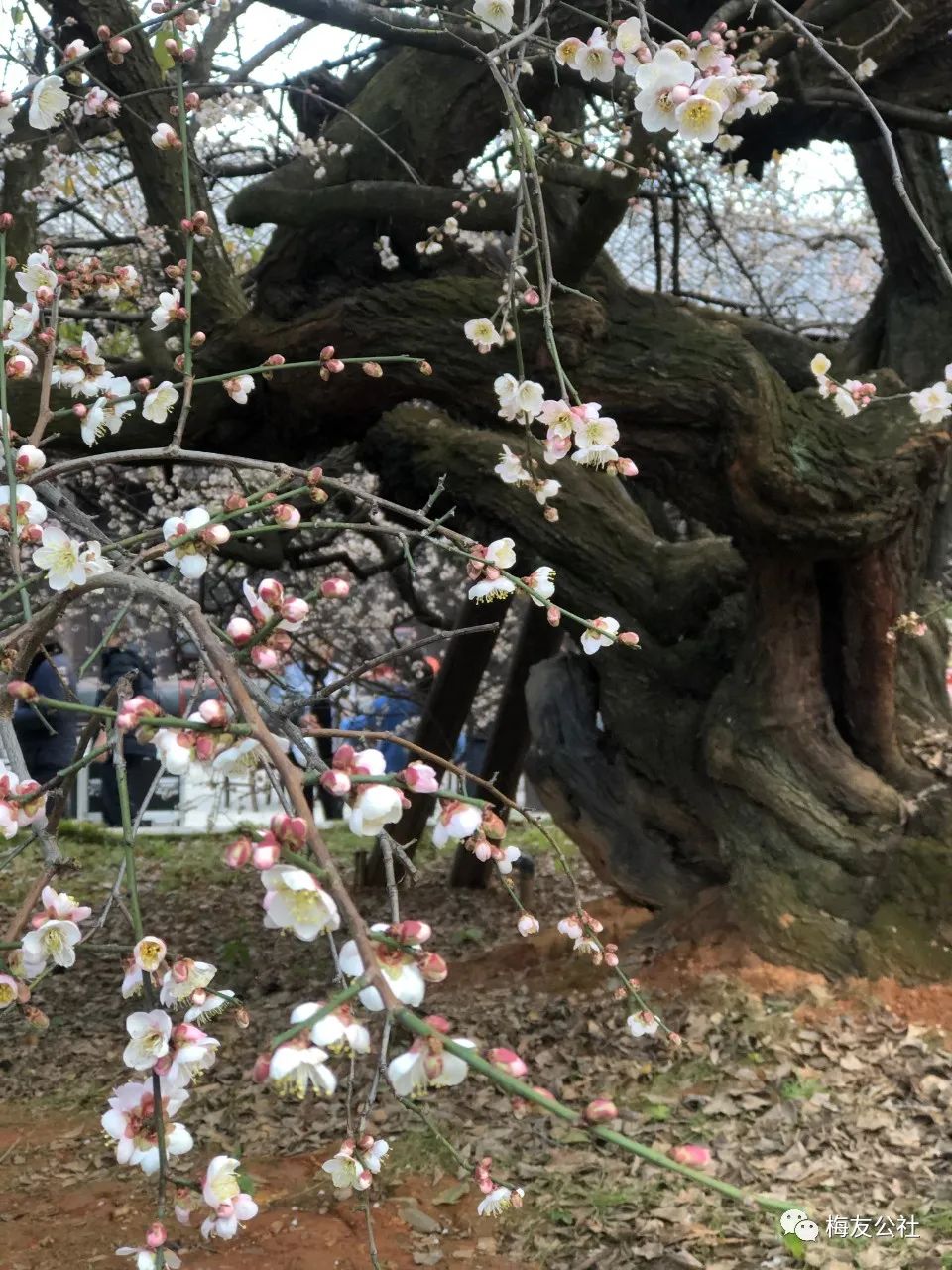 霜结千年香彻骨，半生相识是梅花——“梅痴”著名画家唐建写生“天下第一奇梅”花桥元梅