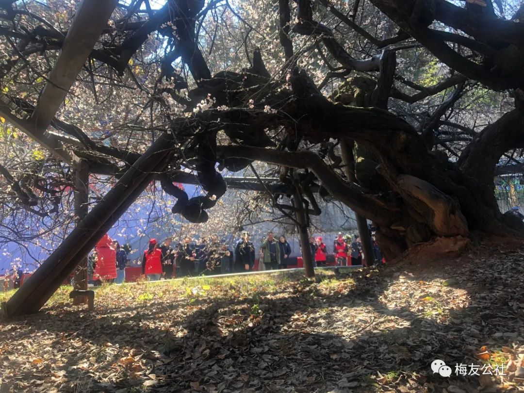 霜结千年香彻骨，半生相识是梅花——“梅痴”著名画家唐建写生“天下第一奇梅”花桥元梅