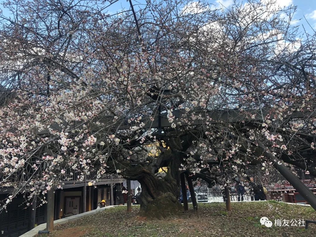 霜结千年香彻骨，半生相识是梅花——“梅痴”著名画家唐建写生“天下第一奇梅”花桥元梅