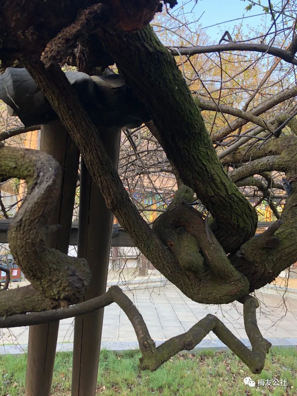 霜结千年香彻骨，半生相识是梅花——“梅痴”著名画家唐建写生“天下第一奇梅”花桥元梅