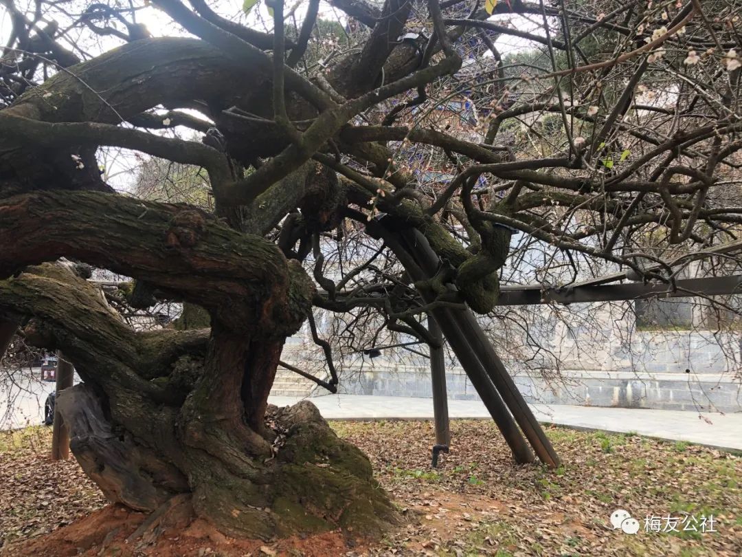 霜结千年香彻骨，半生相识是梅花——“梅痴”著名画家唐建写生“天下第一奇梅”花桥元梅