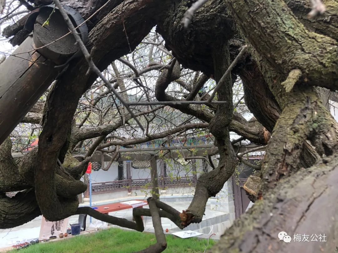 霜结千年香彻骨，半生相识是梅花——“梅痴”著名画家唐建写生“天下第一奇梅”花桥元梅