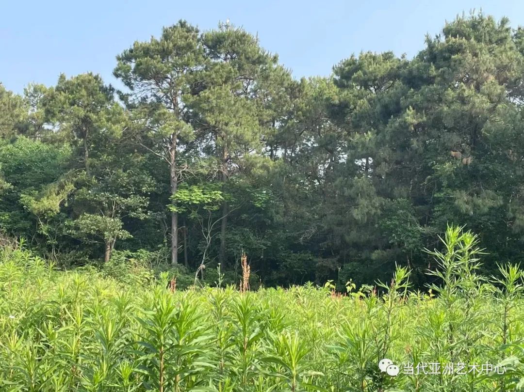 与二十四节气的温暖相遇，著名艺术家赵无眠时空泼墨计划之小满记事