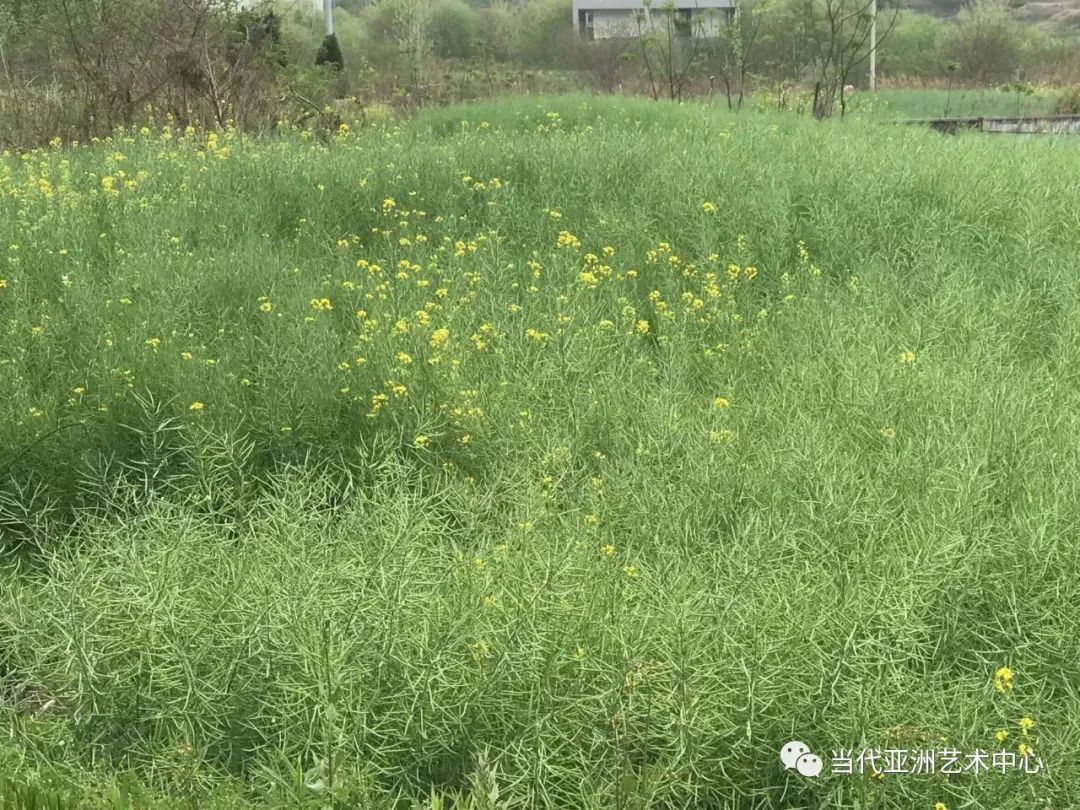 与二十四节气的温暖相遇，著名艺术家赵无眠时空泼墨计划之小满记事