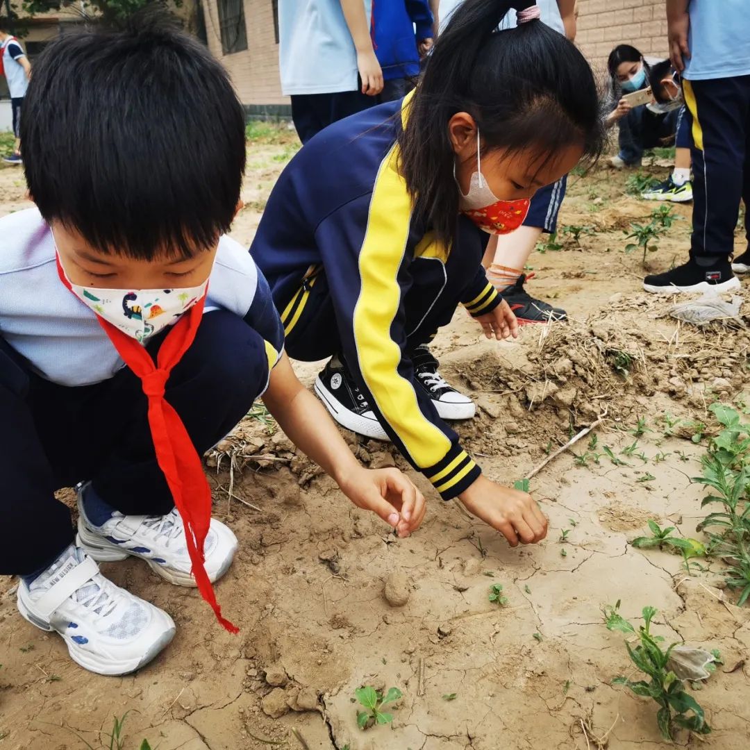 开心农场新体验，活力校园促成长——山师东海实验学校组织农场体验活动