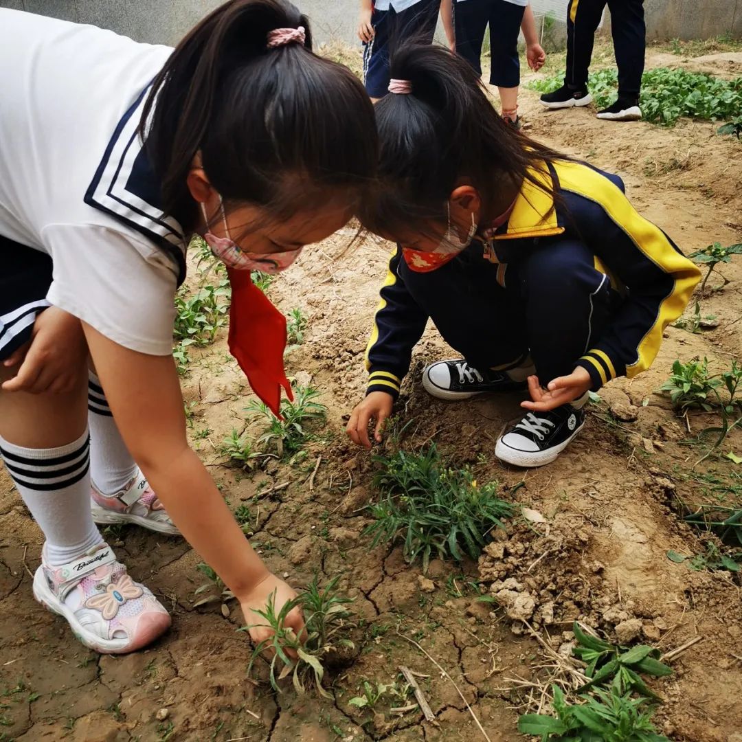 开心农场新体验，活力校园促成长——山师东海实验学校组织农场体验活动