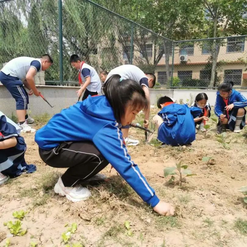 开心农场新体验，活力校园促成长——山师东海实验学校组织农场体验活动