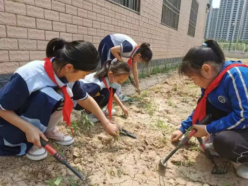 开心农场新体验，活力校园促成长——山师东海实验学校组织农场体验活动