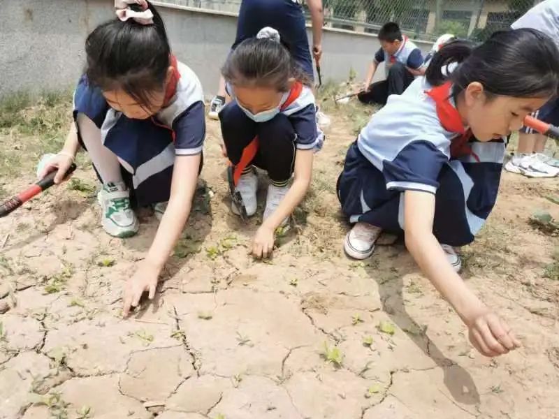 开心农场新体验，活力校园促成长——山师东海实验学校组织农场体验活动