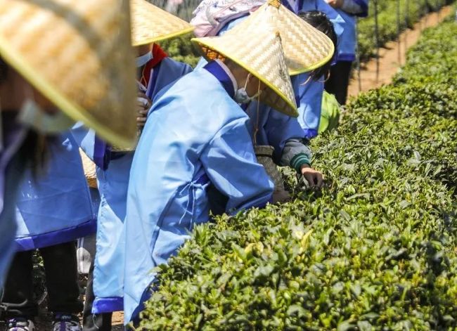 挖蛤蜊、逛大集、赏非遗......红岛蛤蜊节欢乐启幕！青岛城阳打造全域旅游时尚化发展典范