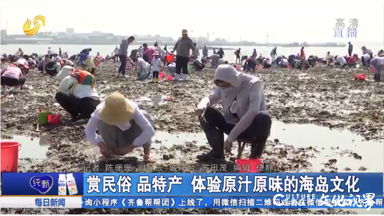  “一挖一麻袋”，青岛城阳“红岛蛤蜊节”火热进行中