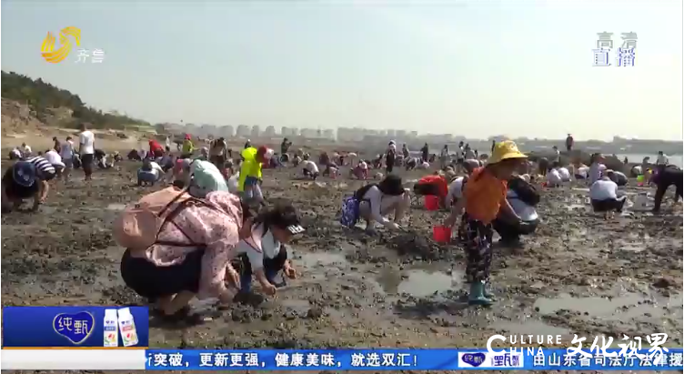  “一挖一麻袋”，青岛城阳“红岛蛤蜊节”火热进行中