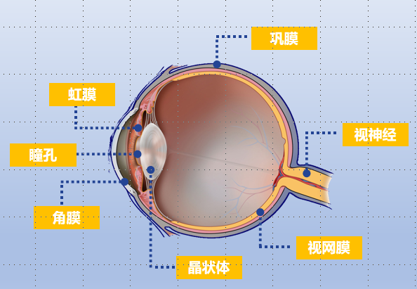 全国爱眼日，山师附小2021级2班请专家讲课“认识眼睛  保护眼睛”