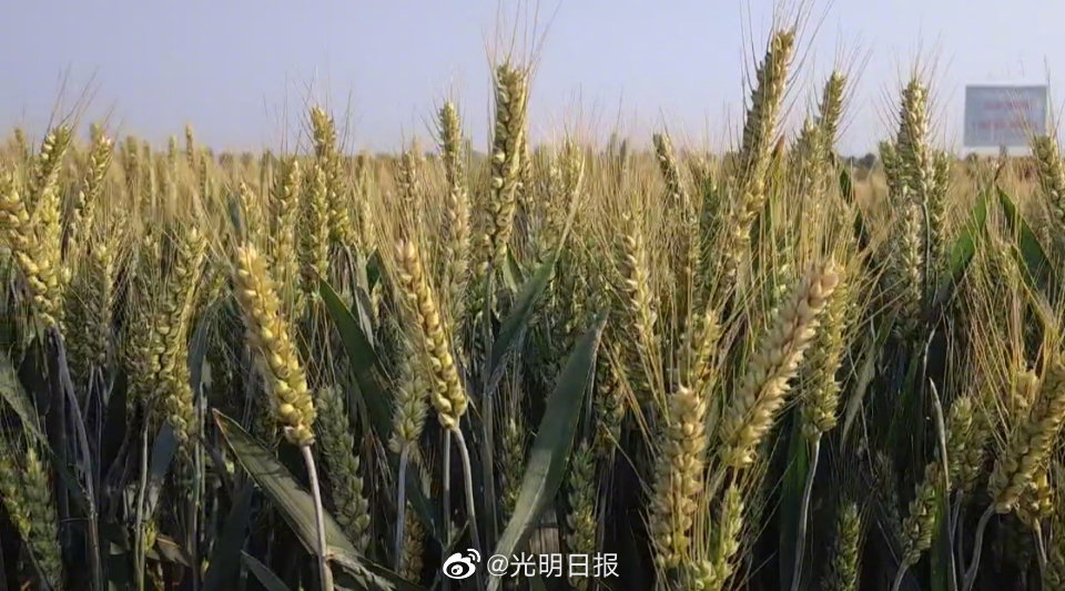“潍麦12”通过国审，成为潍坊第一个“双审定"小麦新品种