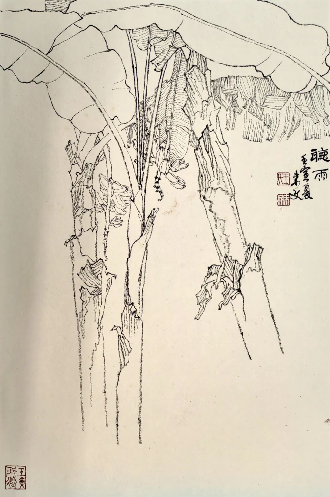 走向单纯——品读著名画家王来文白描花卉册页