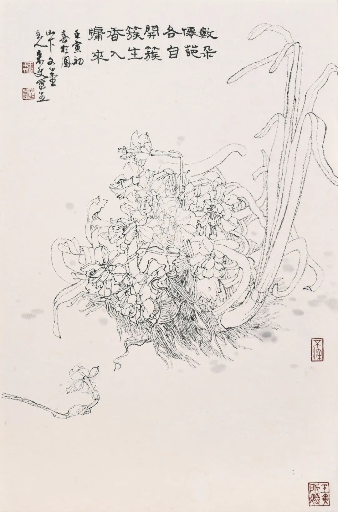 走向单纯——品读著名画家王来文白描花卉册页