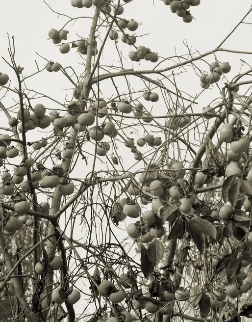 红色沂蒙|青年画家魏广忆写故乡红柿，致敬沂蒙山人不畏艰险、坚韧不拔之品格