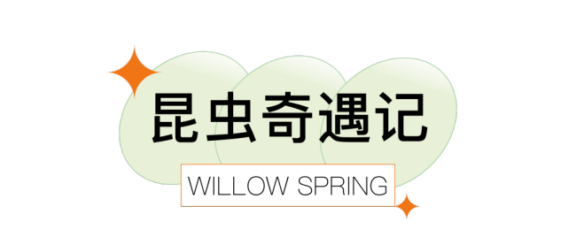 济南杨柳春风携手萝卜桃子手艺农场开展2022年暑期“昆虫奇遇露营”活动