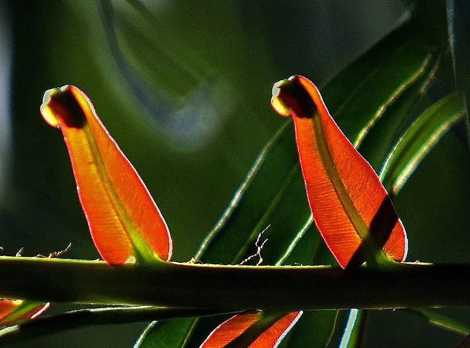 《大地之上——钱捍“热带雨林珍稀植物”摄影作品展》在济南开幕