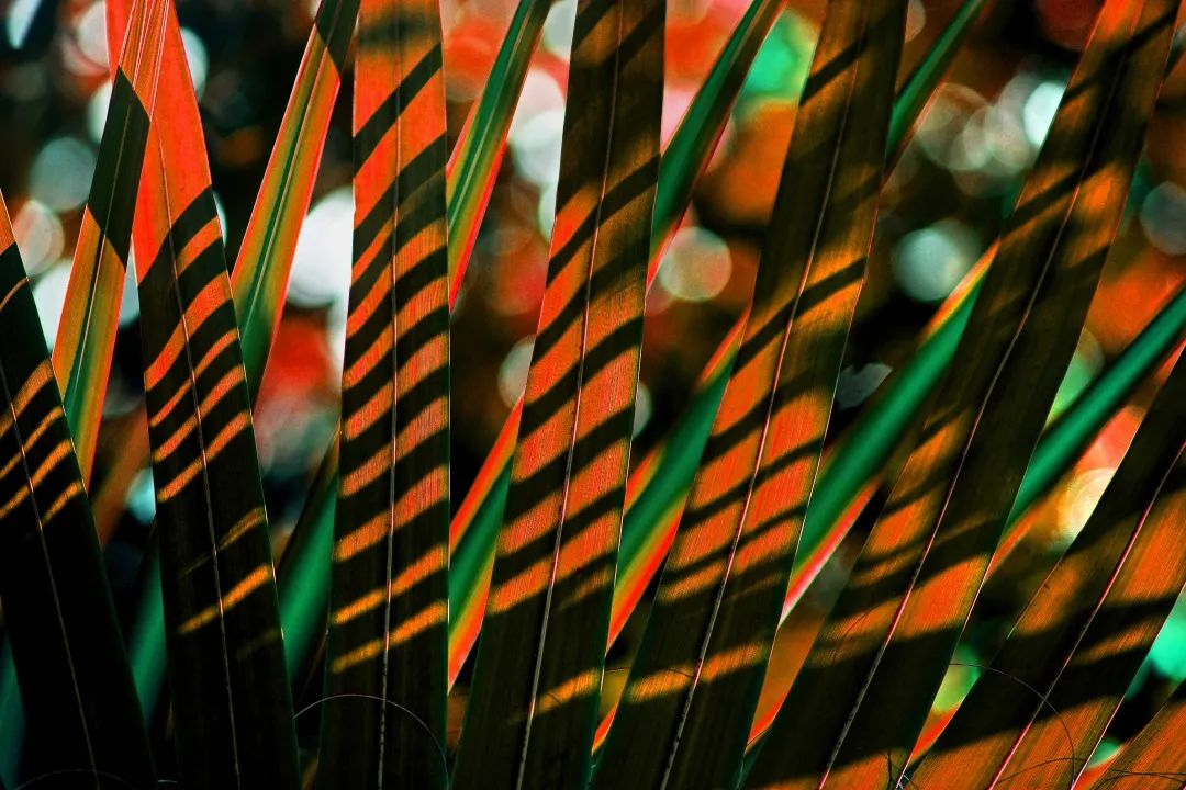 《大地之上——钱捍“热带雨林珍稀植物”摄影作品展》在济南开幕