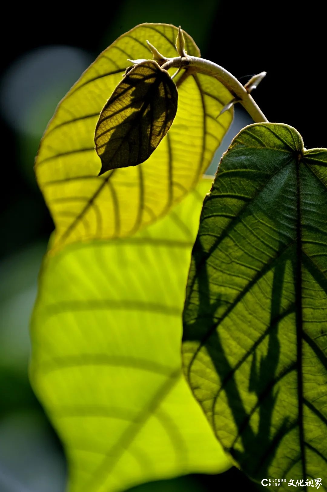 新闻摄影家宣传生态文明的阶段性汇报——《大地之上·钱捍“热带雨林珍稀植物”摄影作品展》在济南开幕