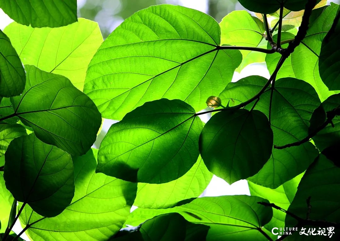 新闻摄影家宣传生态文明的阶段性汇报——《大地之上·钱捍“热带雨林珍稀植物”摄影作品展》在济南开幕