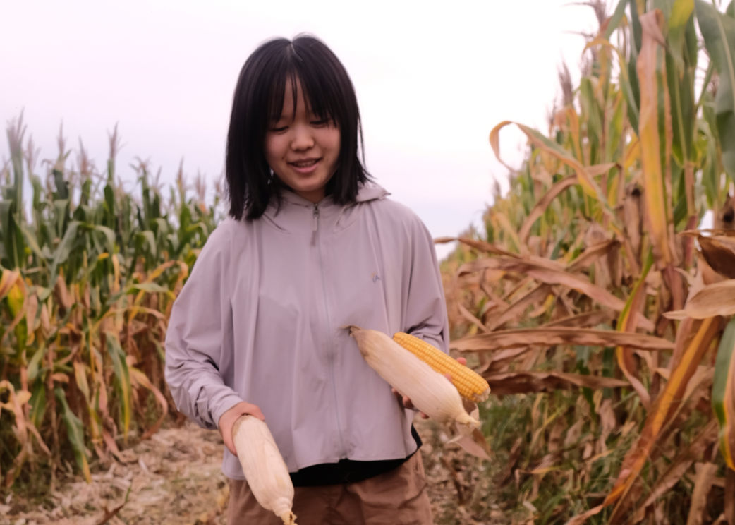 数千亩玉米、水稻长势喜人，碧桂园山东智慧农场即将迎来首个收获季