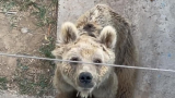 德州动植物园棕熊消瘦惹人心疼，园方回应：年事已老，雄姿不在