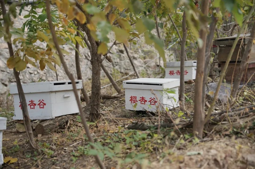 ​艺术+潮流运动，青岛城阳区“网红山色峪”解锁乡村振兴新路径