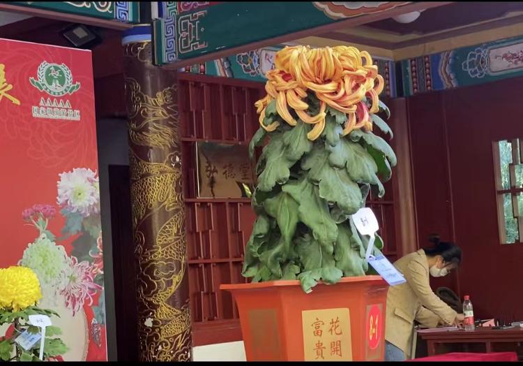 “太平的红叶”获评今年济南“菊王”，花主人卞锁军：从2万盆菊花中选出