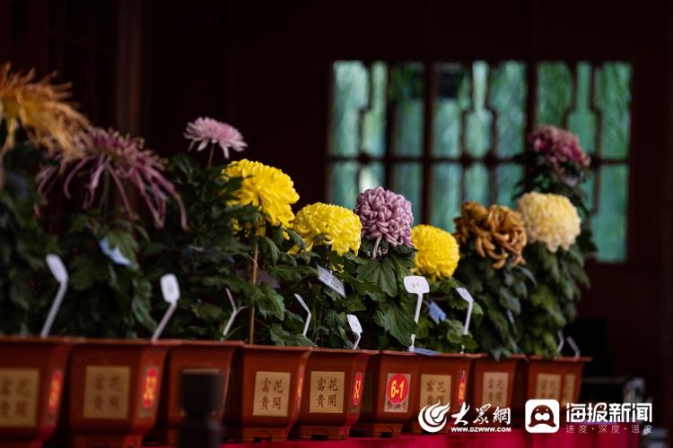 “太平的红叶”获评今年济南“菊王”，花主人卞锁军：从2万盆菊花中选出