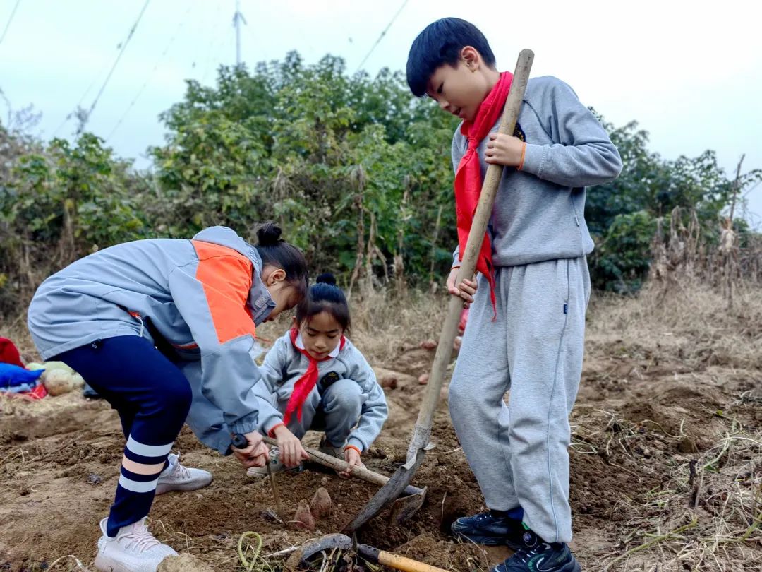 私立济南齐鲁学校四（6）中队走进田间地头，体会收获的快乐