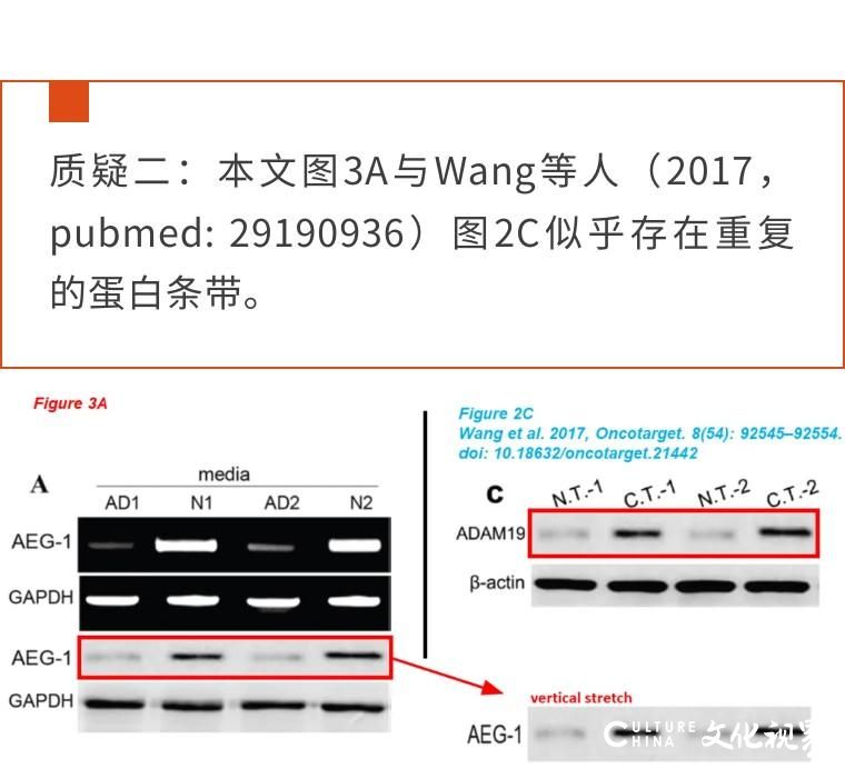 山大齐鲁医院发表的论文WB条带疑似重复，肉眼观察十分相似