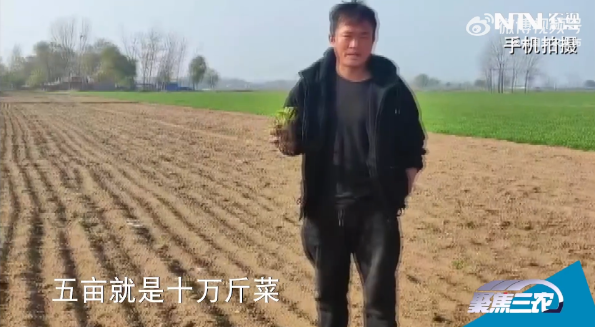 菏泽曹县一农户被迫犁掉十万斤菜，当地回应