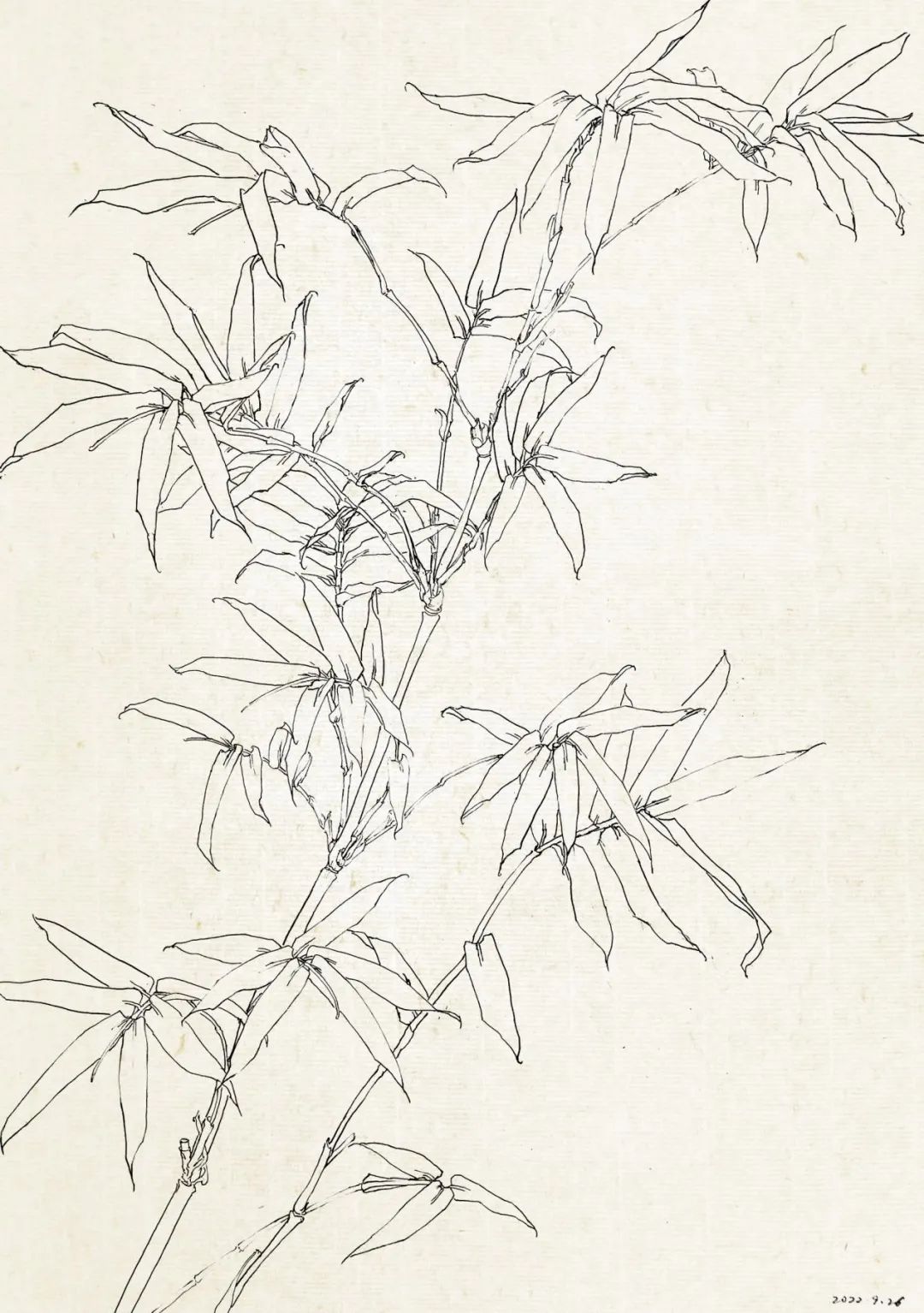 眼底有诗 心中有画——2022北京画院莫晓松·李雪松花鸟研修班写生香山植物园