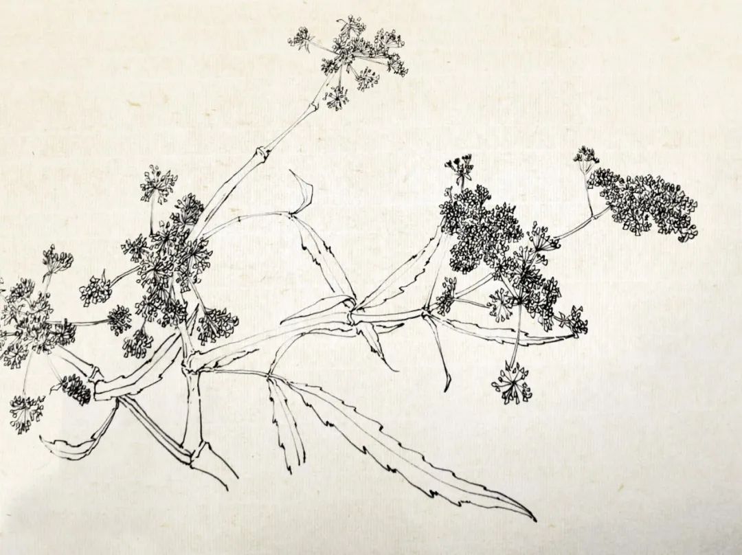 眼底有诗 心中有画——2022北京画院莫晓松·李雪松花鸟研修班写生香山植物园